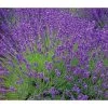 Lavendel 'Royal Blue' -Garten Im Freien 8097545 WE MO 010 8092108LavandulaLavendelBlau
