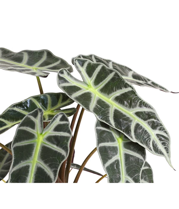 Pfeilblatt - Alocasia Amazonica 'Polly' 8 Pfeilblatt - Alocasia Amazonica 'Polly' – Bild 6