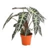 Pfeilblatt - Alocasia Amazonica 'Polly' 1 Pfeilblatt - Alocasia Amazonica 'Polly' -Garten Im Freien 8201253 PR FS 001 TropenwurzAlocasiaPollyT12DehnerExpressHerzig