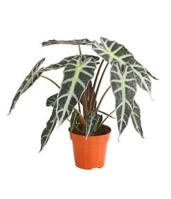 Pfeilblatt - Alocasia Amazonica 'Polly'
