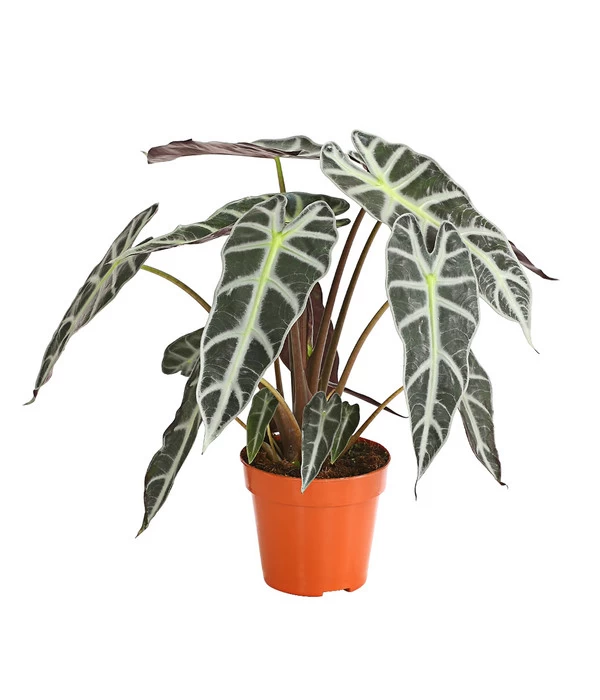 Pfeilblatt - Alocasia Amazonica 'Polly' 3 Pfeilblatt - Alocasia Amazonica 'Polly'