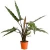 Pfeilblatt - Alocasia Lauterbachiana 2 Pfeilblatt - Alocasia Lauterbachiana -Garten Im Freien 8201337 WE FS 002 PfeilblattAlocasiaLauterbachianaT17
