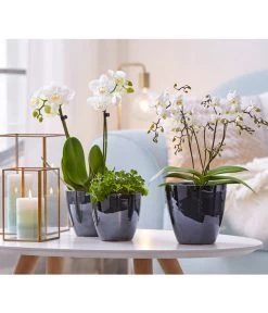 Schmetterlingsorchidee - Phalaenopsis Cultivars 'Wildflower' -Garten Im Freien 8207482 8295297 PR MO 001 Orchideen01BL20