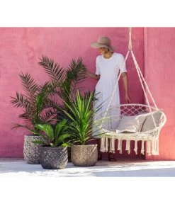 XXL Kanarische Dattelpalme, Ca. 140-160 Cm -Garten Im Freien 8216277 WE MO 001 DracaenaIndivisiaT20