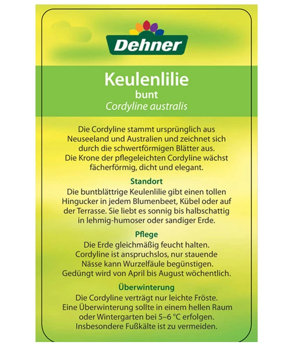 Keulenlilie - Cordyline Australis Variegata 6 Keulenlilie - Cordyline Australis Variegata – Bild 4