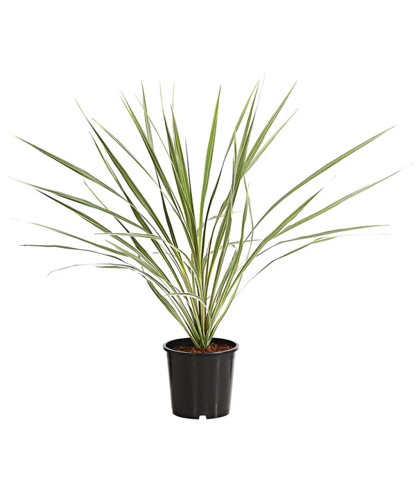 Keulenlilie - Cordyline Australis Variegata 3 Keulenlilie - Cordyline Australis Variegata