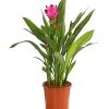 Indische Safranwurz - Curcuma Alismatifolia -Garten Im Freien 8217341 PR FS 001 CurcumaSarletLilaT15DehnerExpressHerzig