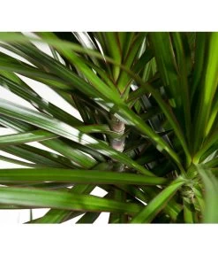 Drachenbaum - Dracaena Marginata, Verzweigt 7 Drachenbaum - Dracaena Marginata, Verzweigt -Garten Im Freien 8221335 8221749 WE DE 002 DracaenaMarginataDrachenbaumDehnerEvaWunderlich