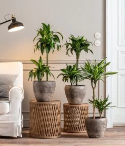 Drachenbaum - Dracaena Deremensis 'Dorado' 8 Drachenbaum - Dracaena Deremensis 'Dorado' -Garten Im Freien 8221707 8511545 8222044 WE MO 001 DrachenbaumDorado