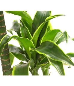 Drachenbaum - Dracaena Deremensis 'Dorado' 9 Drachenbaum - Dracaena Deremensis 'Dorado' -Garten Im Freien 8221707 WE DE 001 DrachenbaumDracaenaDeremensis2erTuffT19OWDehnerExpressHerzig