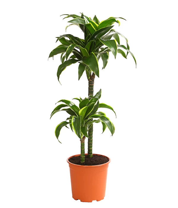 Drachenbaum - Dracaena Deremensis 'Dorado' 3 Drachenbaum - Dracaena Deremensis 'Dorado'