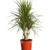 Drachenbaum - Dracaena Marginata, Verzweigt -Garten Im Freien 8224081 PR FS 001 DracaenaMarginataVerzweigtDehnerExpressZS
