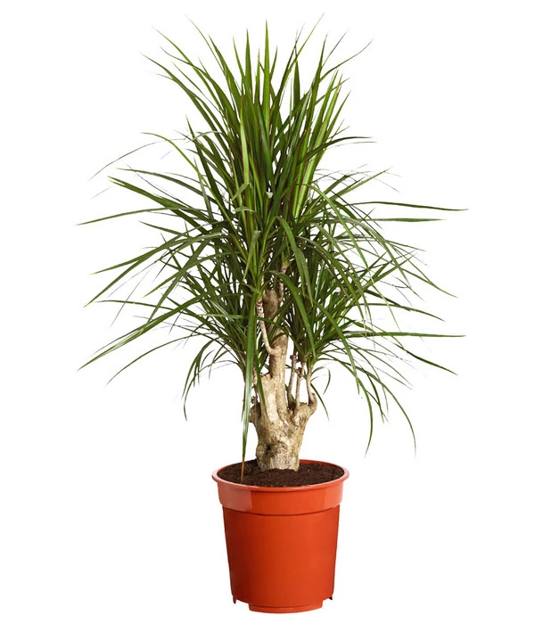 Drachenbaum - Dracaena Marginata, Verzweigt 3 Drachenbaum - Dracaena Marginata, Verzweigt