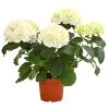Hortensie - Hydrangea Macrophylla -Garten Im Freien 8233777 PR FS 001 HortensieHydrangeaWeissT13DehnerExpressHerzig