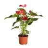 Große Flamingoblume - Anthurium Andreanum, Rot 1 Große Flamingoblume - Anthurium Andreanum, Rot -Garten Im Freien 8235863 PR FS 001 FlamingoblumeAnthurieMichiganT17DehnerExpressZS