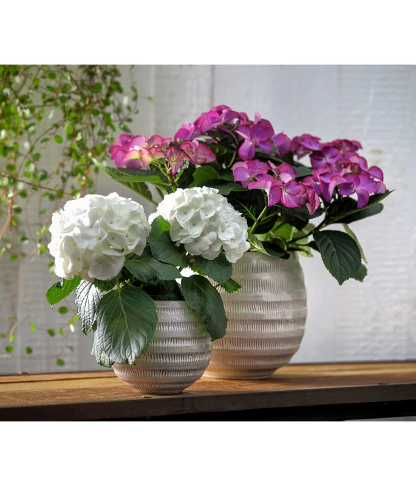 Hortensie - Hydrangea Macrophylla 'Tiffany' 6 Hortensie - Hydrangea Macrophylla 'Tiffany' – Bild 4