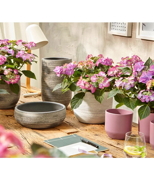 Hortensie - Hydrangea Macrophylla 'Tiffany' 4 Hortensie - Hydrangea Macrophylla 'Tiffany' – Bild 2