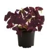 Dreieckiger Glücksklee - Oxalis Triangularis 1 Dreieckiger Glücksklee - Oxalis Triangularis -Garten Im Freien 8249385 PR FS 001 OxalisTringularisDehnerExpressHerzig