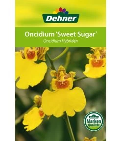 Oncidium - Oncidium Cultivars 'Sweet Sugar' -Garten Im Freien 8249708 8251662 Oncidium Sweet Sugar Etikett 1