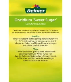 Oncidium - Oncidium Cultivars 'Sweet Sugar' -Garten Im Freien 8249708 8251662 Oncidium Sweet Sugar Etikett 2