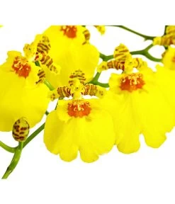 Oncidium - Oncidium Cultivars 'Sweet Sugar' -Garten Im Freien 8249708 PR DE 001 OncidiumSweetSugar1TrieberDehnerExpressHerzig