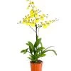 Oncidium - Oncidium Cultivars 'Sweet Sugar' 2 Oncidium - Oncidium Cultivars 'Sweet Sugar' -Garten Im Freien 8249708 PR FS 001 OncidiumSweetSugar1TrieberDehnerExpressHerzig