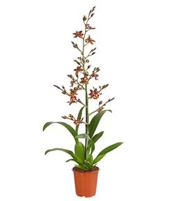 Tigerorchidee - Colmanara Cultivaris 'Wildcat'