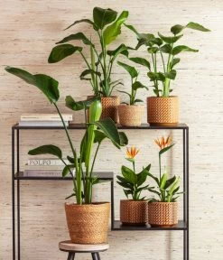 Dehner Seegras-Korb Igmar, Konisch -Garten Im Freien 8276446 4439014 6895635 WE MO 001 StrelitzienKorbIgmarTopfThies 1