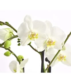 Schmetterlingsorchidee - Phalaenopsis Cultivars, Verschiedene Sorten -Garten Im Freien 8299695 PR DE 001 SchmetterlingsorchideePhalaenopsis4TrieberT15DehnerExpressHerzig