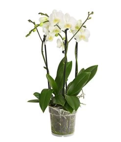 Schmetterlingsorchidee - Phalaenopsis Cultivars, Verschiedene Sorten -Garten Im Freien 8299695 PR FS 001 SchmetterlingsorchideePhalaenopsis4TrieberT15DehnerExpressHerzig