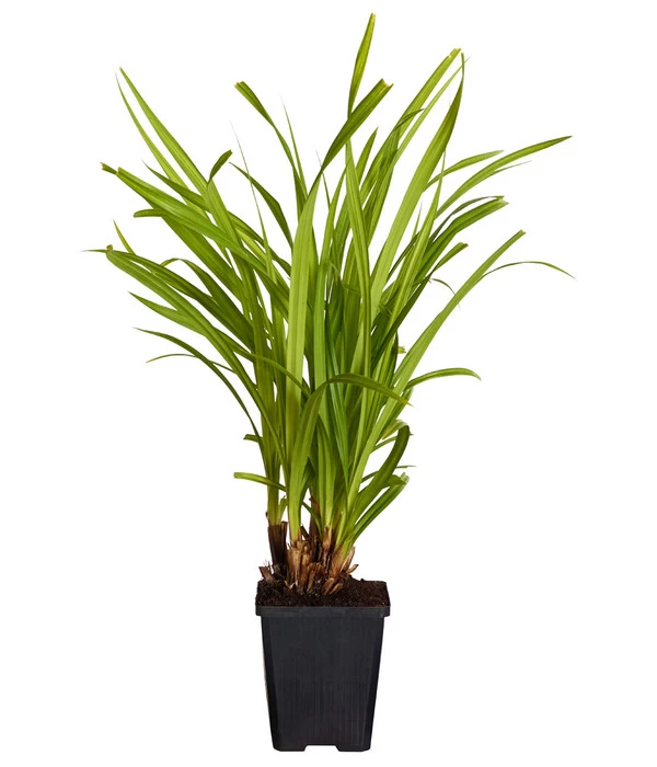 Hängende Segge - Riesen-Segge 4 Hängende Segge - Riesen-Segge – Bild 2