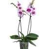 Schmetterlingsorchidee - Phalaenopsis Cultivars 'Aladdin' -Garten Im Freien 8402307 WE FS 001 OrchideeAlladin