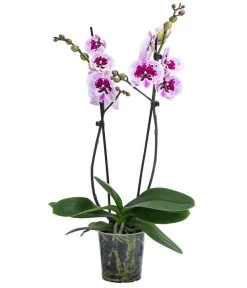 Schmetterlingsorchidee - Phalaenopsis Cultivars 'Aladdin'