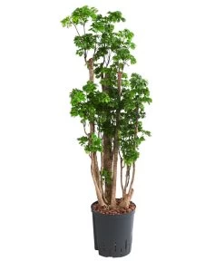 Fiederaralie - Polyscias Roble, Hydrokultur