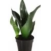 Bogenhanf - Sansevieria Trifasciata 'Grey Stripe' 1 Bogenhanf - Sansevieria Trifasciata 'Grey Stripe' -Garten Im Freien 8426264 PR FS 001 SansevieriaGreyStripeT12DehnerExpressHerzig