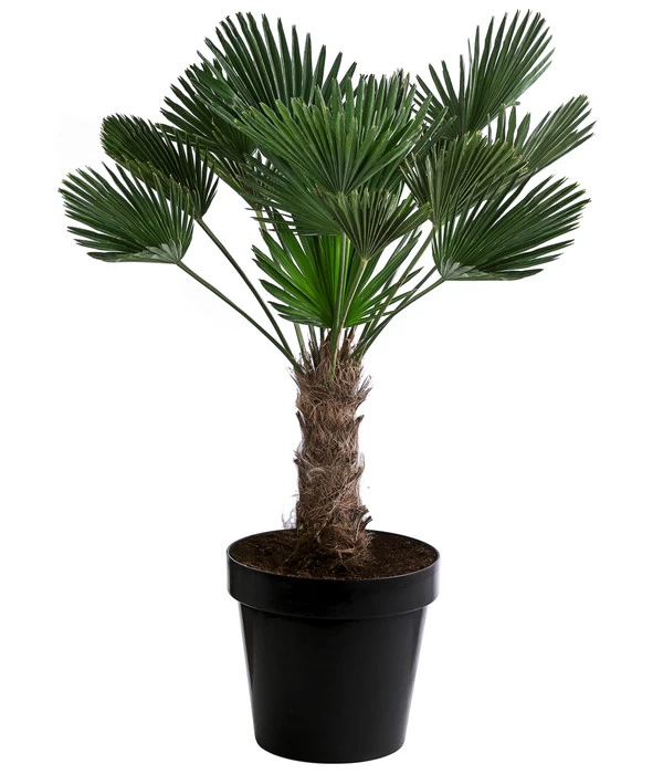 Wagners Hanfpalme, Ca. 110-130 Cm 3 Wagners Hanfpalme, Ca. 110-130 Cm