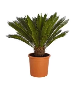Neue Veröffentlichungen 13 Sagopalmfarn - Cycas Revoluta