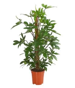 Baumfreund - Philodendron Pedatum