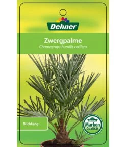 Blaue Zwergpalme -Garten Im Freien 8584401 Chamaeropshumiliscerifera 15112016 1