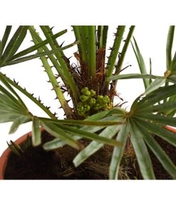 Garten Im Freien -Garten Im Freien 8584401 WE DE 01 ChamaeropsHumillisCeriferaT18DehnerExpressHerzig