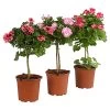 Edelgeranie, Stämmchen -Garten Im Freien 8585275 PR FS 004 EdelpelargonienStammT19DehnerExpressHerzig