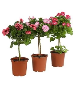 Edelgeranie, Stämmchen