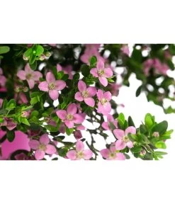 Rote Korallenraute -Garten Im Freien 8587214 WE DE 001 BoroniaCrenulataBuschT19DehnerExpressHerzig