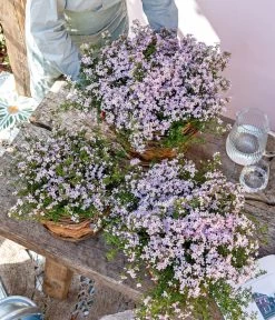 Rote Korallenraute -Garten Im Freien 8587214 WE MO 001 KorallenrauteBoronia