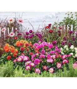 Dahlie, Verschiedene Farben 25 Dahlie, Verschiedene Farben -Garten Im Freien 8594780 8822470 8822488 WE MO 002 DahlieSondersorten