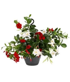 Dipladenien-Duo, Ampel