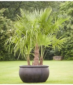 Garten Im Freien -Garten Im Freien 8607855 PR MO 001 Polystone SchaleEmpireBlumentopfBlumenvasePflanztopfHanfpalmeTrachycarpusFortuneiGruppe