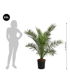 XXL Kanarische Dattelpalme, Ca. 140-160 Cm -Garten Im Freien 8608721 WE BG 001 XXLKanarischeDattelpalme140160cm