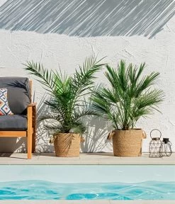 Neue Veröffentlichungen -Garten Im Freien 8608721 WE MO 002 ZwergpalmeChamaeropsHumilisKanarischeDattelpalmePhoenixCanariensisUweSauer