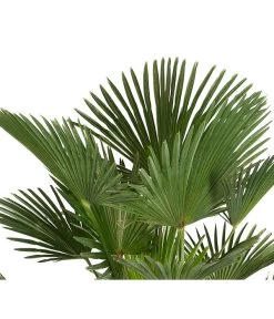 Garten Im Freien -Garten Im Freien 8609349 PR DE 001 WagnersHanfpalmeKleineHanfpalmeTrachyWagnerianus25